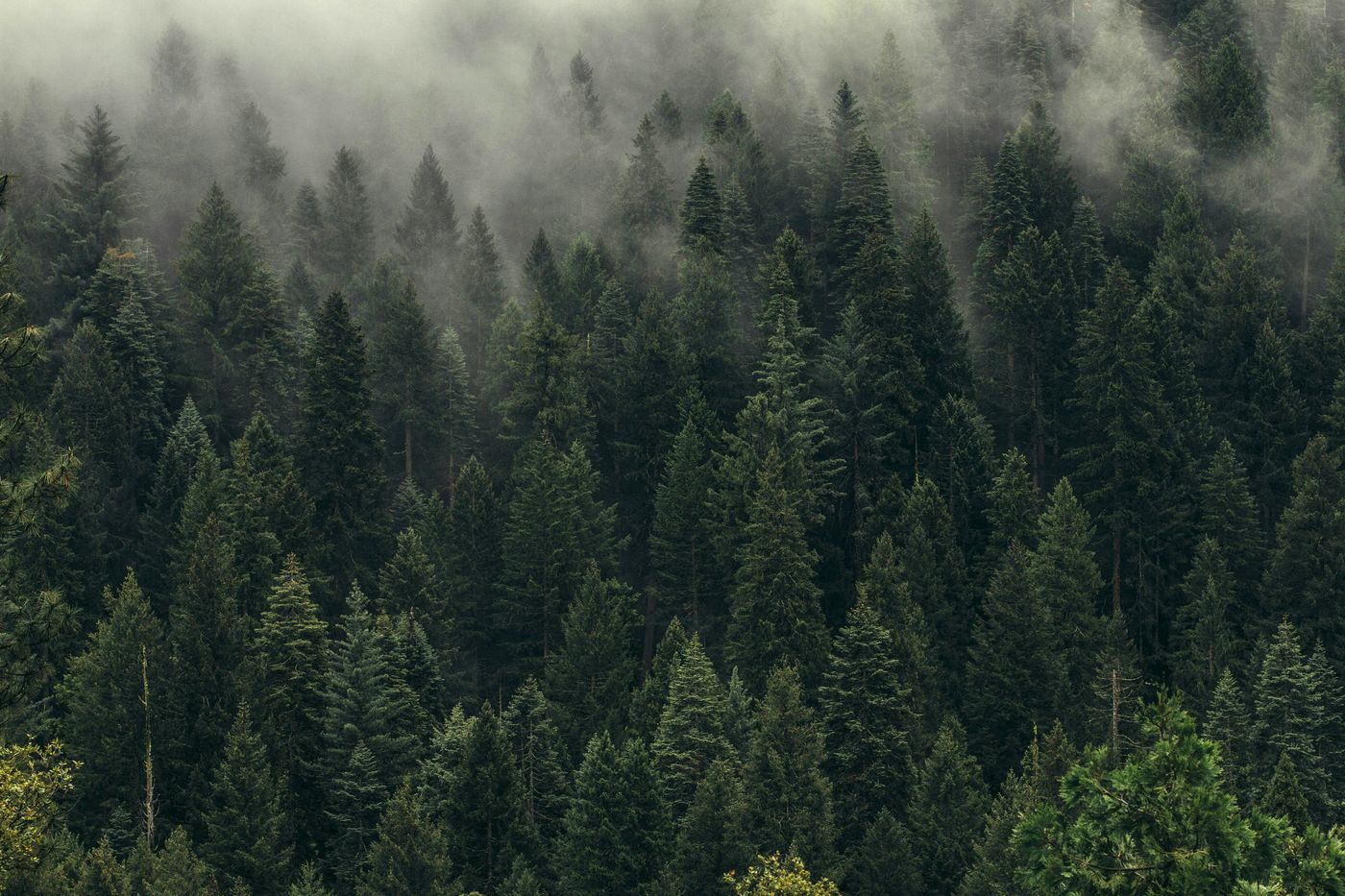 A dense stand of conifers seen from above.