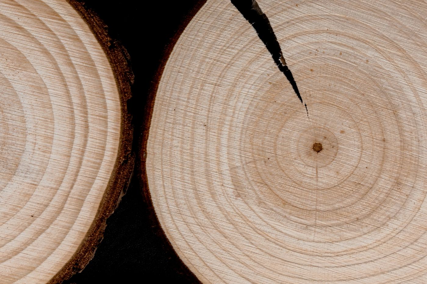 Growth rings across the cut face of a felled trunk.