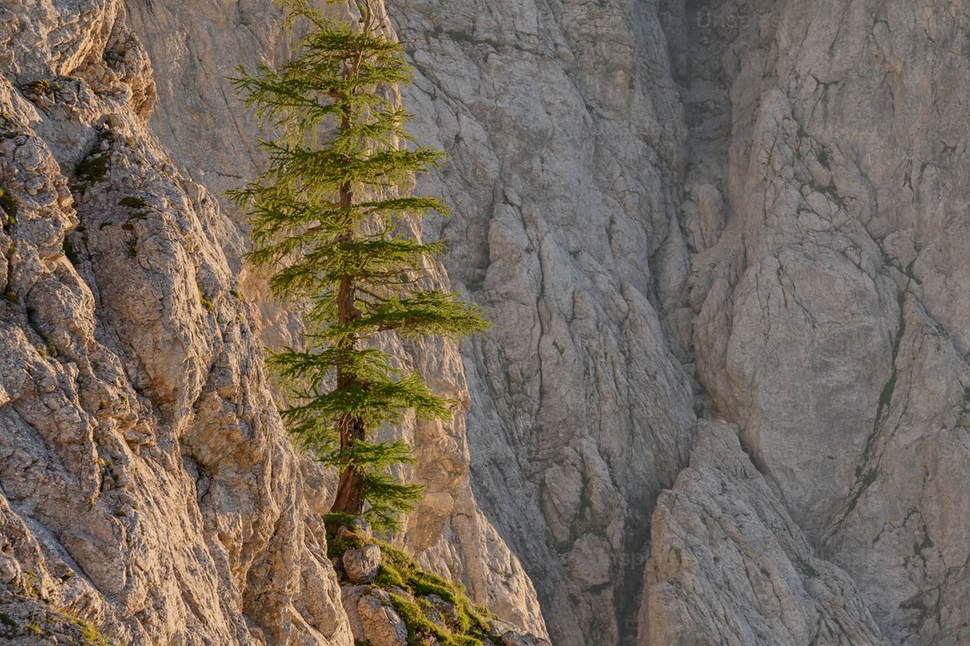 A wind-shaped pine rooted in bare rock above a valley.